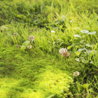 Pokon Mos en Onkruid Weg | Gazon | 25 m² (1.375 kg) 724092 A170115875 - 6