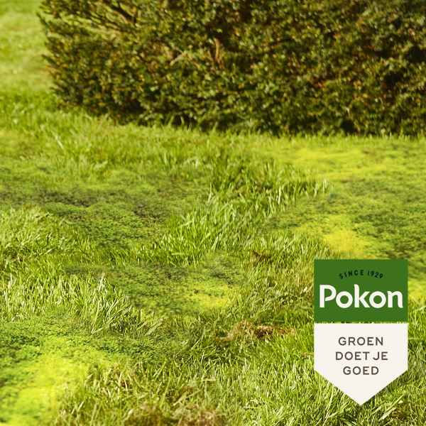 Pokon Mosverwijderaar gazon | Pokon | 150 m² (Korrels, 5250 gram) 724091 K170115874 - 5
