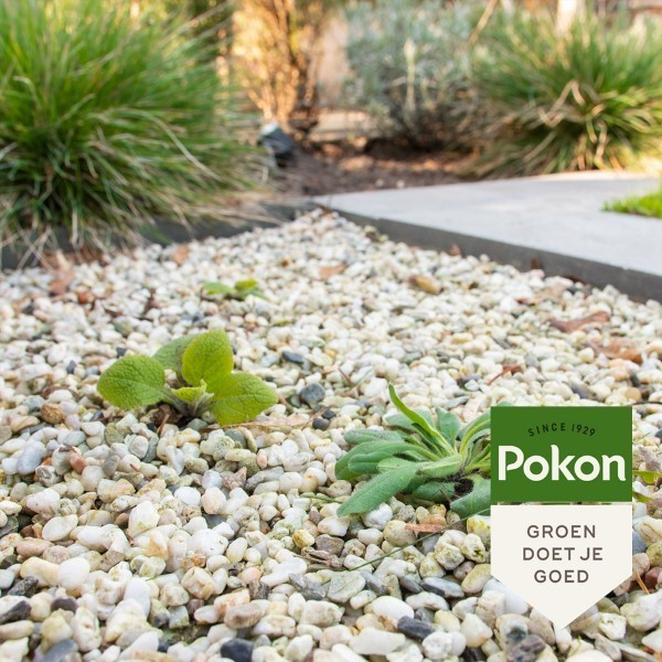 Pokon Onkruidverdelger | Pokon | 100 m² (Natuurlijk, Concentraat, 225 ml) 7079028100 724032 K170115064 - 3