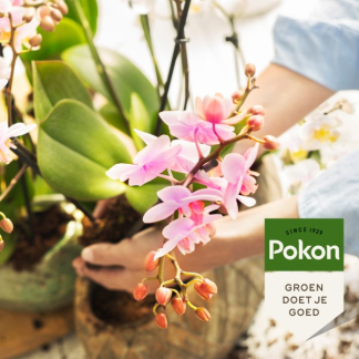 Pokon Orchideeën voeding | Pokon | 24 stuks (Staafjes) 7153178402 K170116122 - 