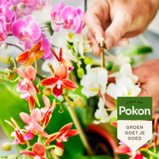 Pokon Orchideeën voeding | Pokon | 250 ml (Vloeibaar, Bio-label) 7800313100 K170112305 - 