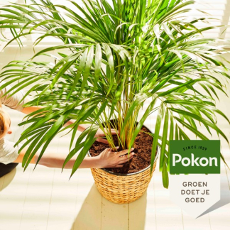 Pokon Palmen potgrond | Pokon | 10 liter 7946601100 K170116157 - 