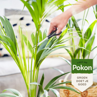 Pokon Palmen voeding | Pokon | 250 ml (Vloeibaar, Bio-label) 7200313100 K170112308 - 