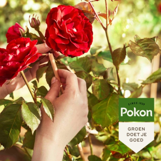 Pokon Rozen mest | Pokon | 1 kg (Voor 25 planten) 7181788100 K170116128 - 