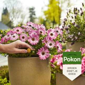 Pokon Terras- en balkonplanten voeding | Pokon | 10 stuks (Kegels) 7651998100 K170116000 - 