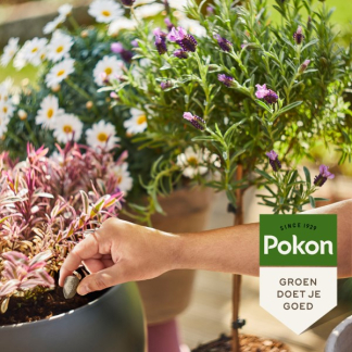 Pokon Terras- en balkonplanten voeding | Pokon | 15 stuks (Kegels, Bio-label) 7029033100 K170116182 - 