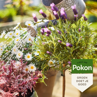 Pokon Terras- en balkonplanten voeding | Pokon | 1 liter (Bio-label) 7001818100 K170116181 - 