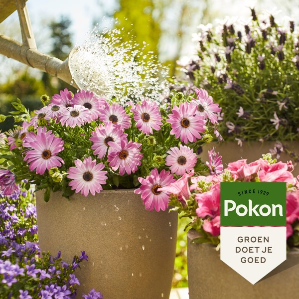 Pokon Terras- en balkonplanten voeding | Pokon | 1 liter (Vloeibaar) 7287818100 K170116007 - 3