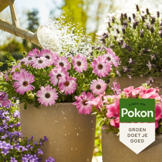 Pokon Terras- en balkonplanten voeding | Pokon | 1 liter (Vloeibaar) 7287818100 K170116007 - 