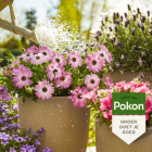 Pokon Terras- en balkonplanten voeding | Pokon | 1 liter (Vloeibaar) 7287818100 K170116007 - 5