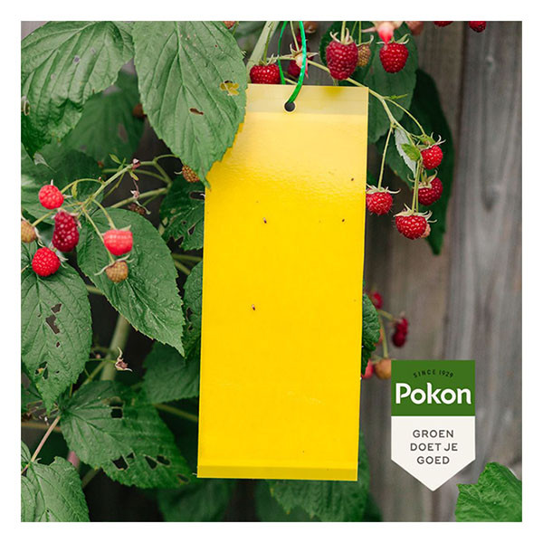 Pokon Val voor rouwvliegjes | Pokon | 7 stuks (Voor 10 m², Bio-label) 724070 B170112135 - 4
