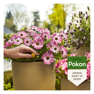 Pokon Voedingskegels terras & balkon planten | Pokon | 10 stuks 724105 K170115890 - 4