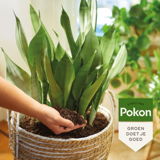 Pokon bio kamerplanten potgrond | 10 liter (Kamerplanten, Turfvrij) 722174 C170505344 - 