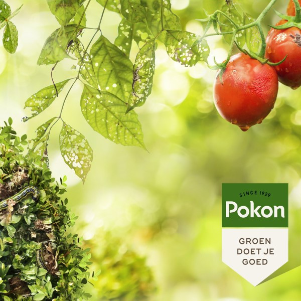 Pokon bio kuur voor weerbare en gezonde planten | 500 ml (Concentraat) 7033036100 C170112314 - 5
