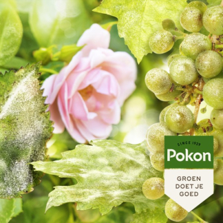 Pokon bio kuur voor weerbare en gezonde rozen | 750 ml (Gebruiksklaar) 7008463100 C170116177 - 