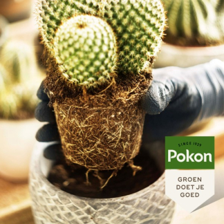 Pokon cactus & vetplant voeding (250 ml) 7293313100 C170116119 - 