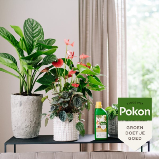 Pokon kamerplanten voeding (500 ml) 7283313100 C170115040 - 