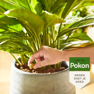 Pokon kamerplanten voedingskegels (10 stuks) 7650998100 C170115038 - 5