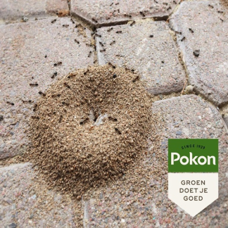 Pokon mierenpoeder | 400 gram (Buiten) 7202010182 C170115691 - 4