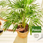 Pokon palmen potgrond (10 L) 7946601100 C170116157 - 5