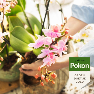 Pokon powerspray orchidee (300 ml) 7223466100 C170116109 - 