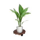 Pro Garden Plantentrolley | Pro Garden | Ø 29 cm (Hout, Bruin, Rond, Max. 100 kg, 4 wielen) X64000050 K170130272 - 2