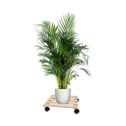Pro Garden Plantentrolley | Pro Garden | 35 x 35 cm (Hout, Vierkant, Max. 50 kg, 4 wielen, Naturel) CR1001630 K170105367 - 2