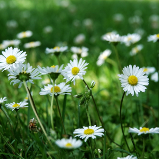 Roundup Madeliefjes bestrijden gazon | Roundup | 50 m² (Natuurlijk, Gebruiksklaar, Meststof, 1 kg) 7202110067 I170115640 - 5