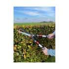 Talen Tools Heggenschaar | Talen Tools | 69 – 89 cm (Telescopisch, Softgrip) SP22 K170116896 - 2