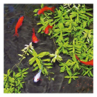 Ubbink Aqua ClearPro | Ubbink | 500 ml 1373021 K170130243 - 2