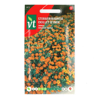 VT Bloemzaden Sterafrikaantje | VT (Oranje) 50001520 K170116630