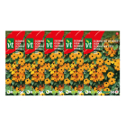 VT Bloemzaden Suzanne met de mooie ogen | VT | 5 stuks (Oranje)  V170116631 - 1