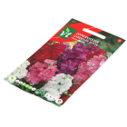 VT Bloemzaden Zomerviolier | VT (Gemengd) 50001534 K170116637 - 2