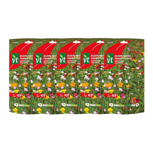 VT Bloemzaden duizend lichtjes | VT | 5 stuks (Meerjarig, 40 m²)  V170116616 - 1