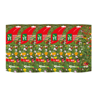 Bloemzaden duizend lichtjes | VT | 5 stuks (Meerjarig, 40 m²)