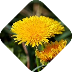 Paardenbloem bestrijden | Kabelshop.nl