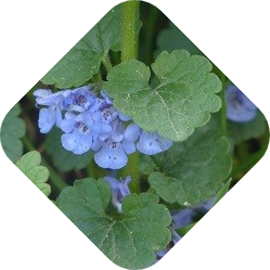 Hondsdraf bestrijden | Kabelshop.nl