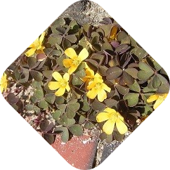 Klaverzuring bestrijden | Kabelshop.nl