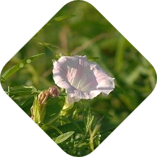 Haagwinde bestrijden | Kabelshop.nl!