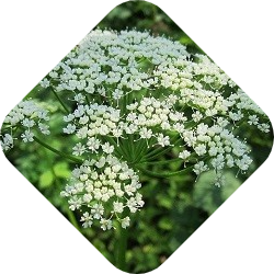 Zevenblad bestrijden | Kabelshop.nl