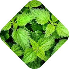 Brandnetel bestrijden | Kabelshop.nl!