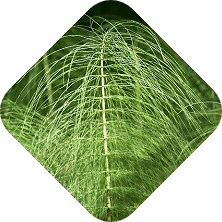 De beste onkruidbestrijding kiezen met hulp van Kabelshop.nl!