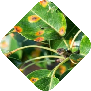 Bladvlekkenziekte bestrijden | Kabelshop.nl