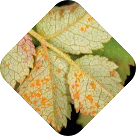 Roest op planten | Kabelshop.nl!