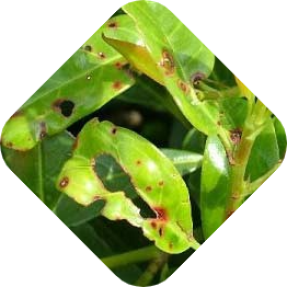 Hagelschotziekte | Kabelshop.nl!