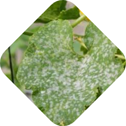 De beste schimmelbestrijding kiezen met hulp van Kabelshop.nl!