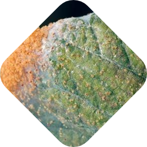 Spint bestrijden met hulp van Kabelshop.nl!