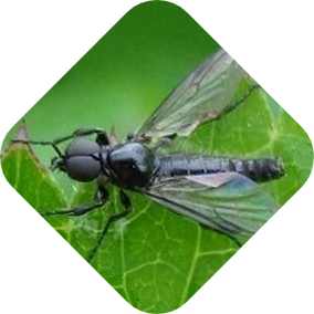 Rouwvliegjes bestrijden met hulp van Kabelshop.nl!