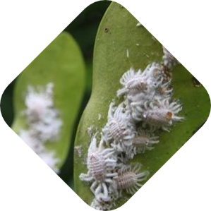 Wolluis bestrijden met Kabelshop.nl