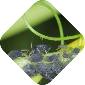 Bladluizen bestrijden met Kabelshop.nl!